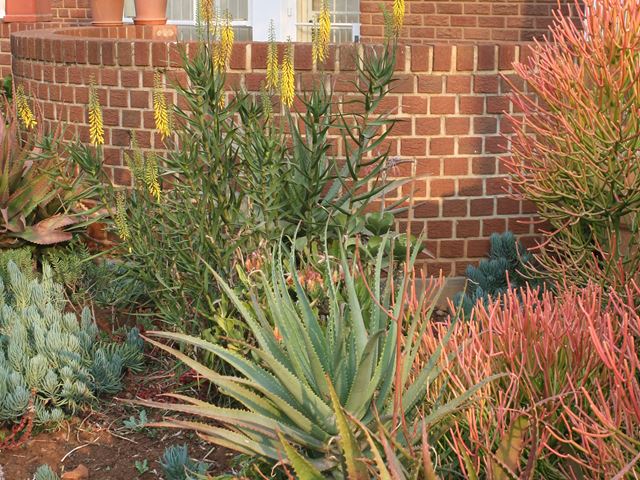 Euphorbia  tirucalli winter colour succulent garden